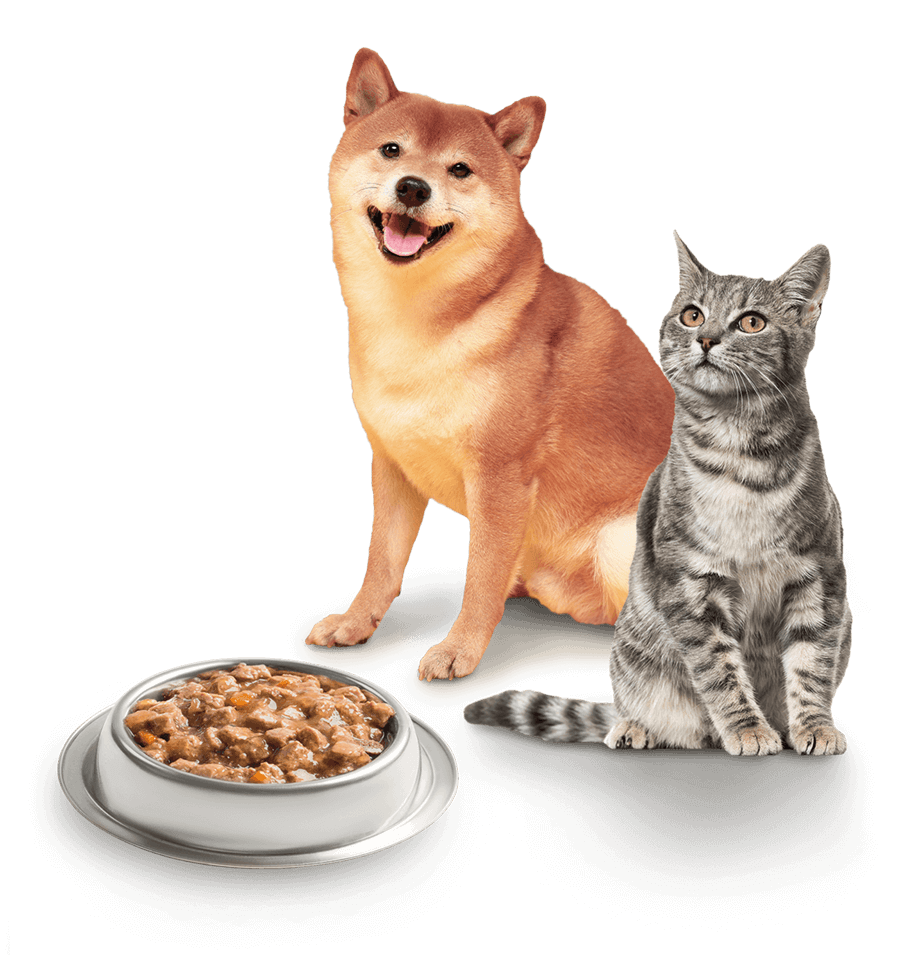 NatecNetwork pet food visual dog cat 02